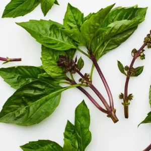 Thai Basil