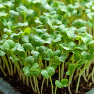 Mustard Microgreens