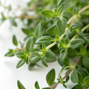 Thyme Fresh