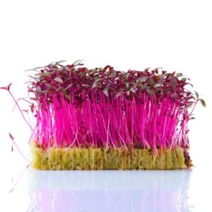 Red Amarnath Microgreens