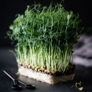 Pea shoots Microgreens
