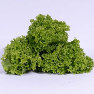Lettuce Lolo Rossa Green