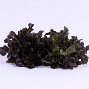 Lettuce Salanova Red