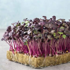 Purple Radish Microgreens