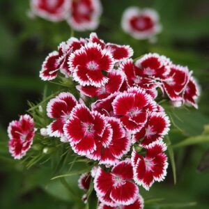 Dianthus Edible flowers