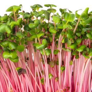 Pink Radish Microgreens
