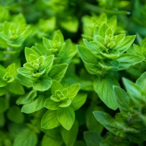 Oregano