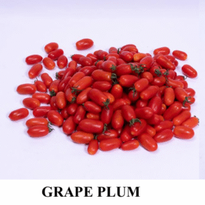 Red Cherry Tomato Plum Varieties